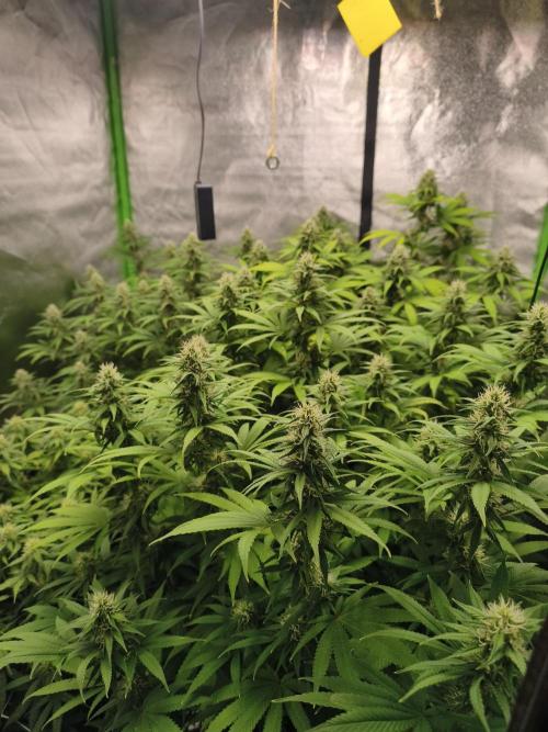 Sommer grow 2026. Week 9