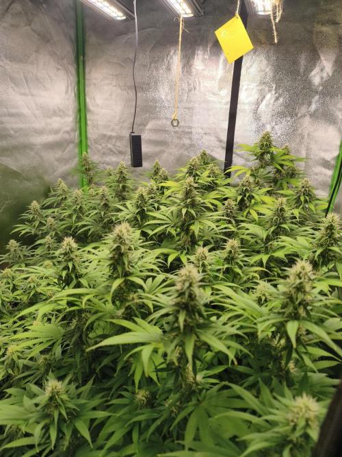 Sommer grow 2026. Week 9