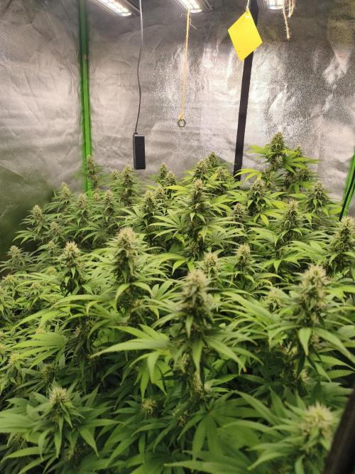 Sommer grow 2026. Week 9