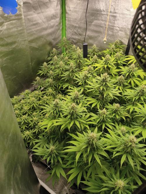 Sommer grow 2026. Week 9