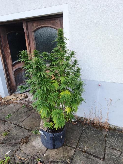 Outdoor femis ♥️. Week 5
