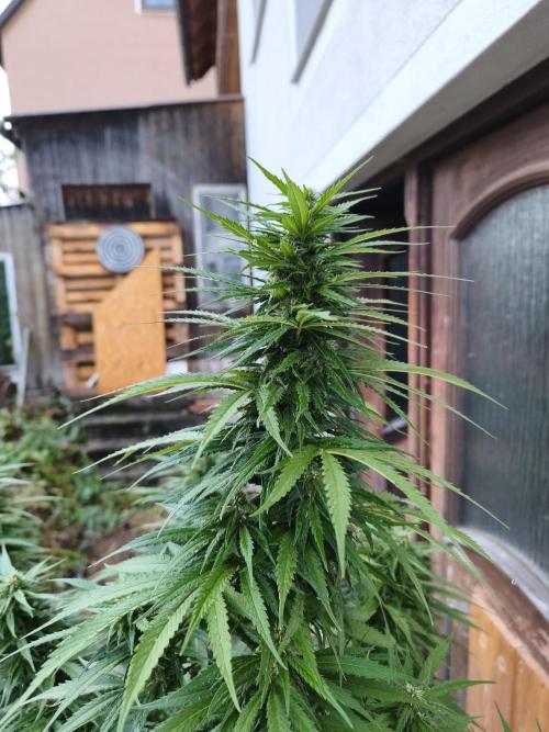Outdoor femis ♥️. Week 5