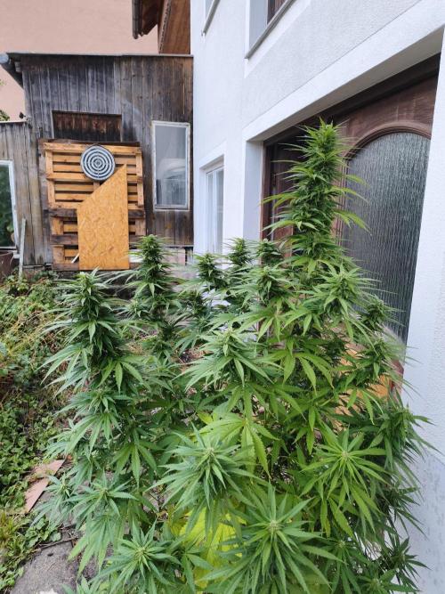 Outdoor femis ♥️. Week 5
