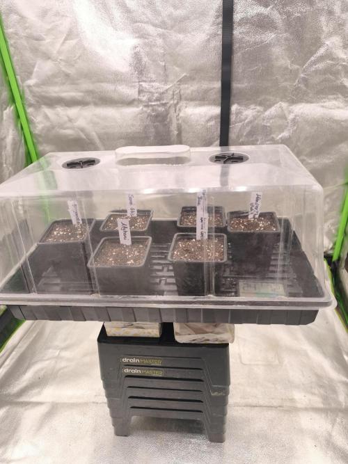 Indica Grow. Week 0