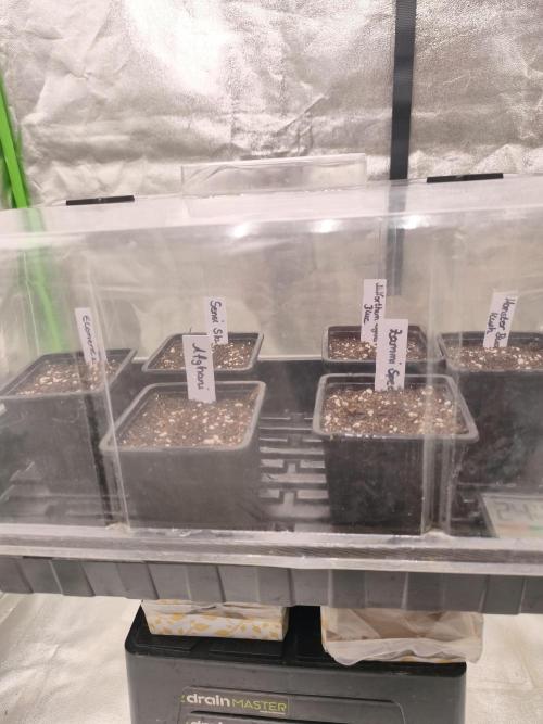Indica Grow. Week 0
