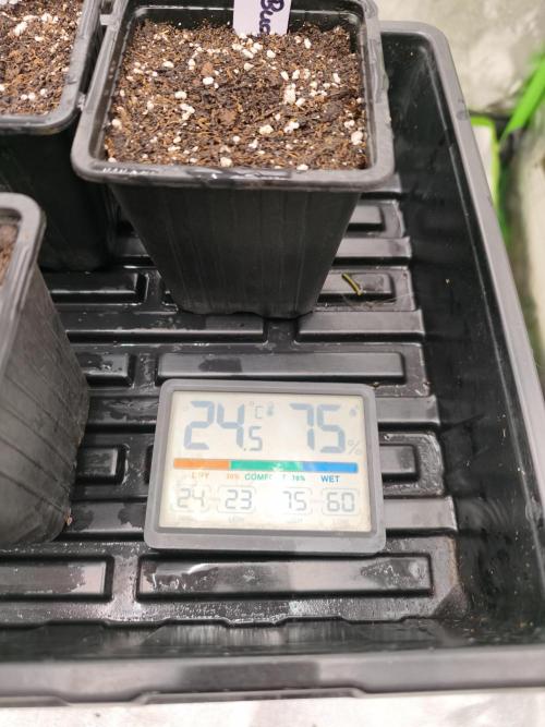 Indica Grow. Week 0