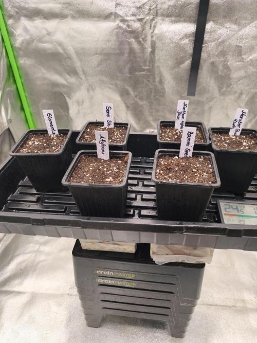 Indica Grow. Week 0