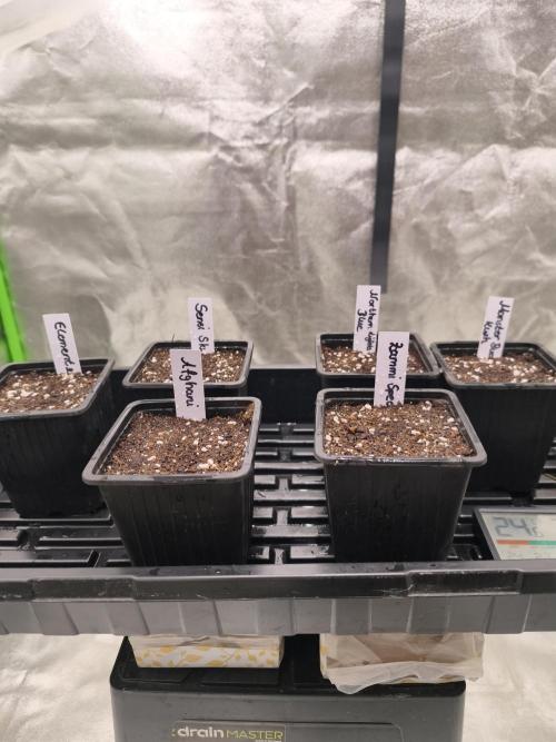 Indica Grow. Week 0