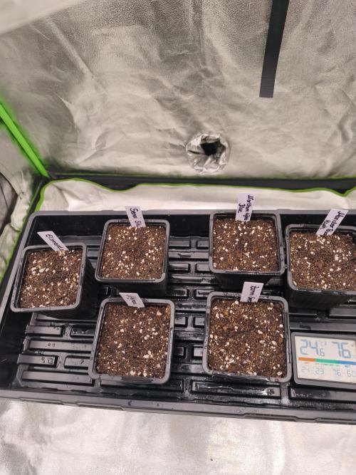 Indica Grow. Week 0