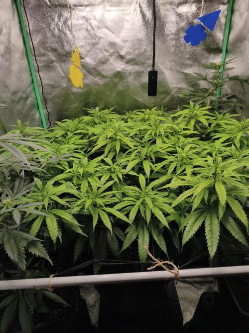 Big Mainline Project. Week 20