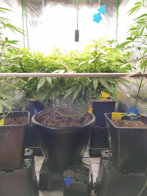 Big Mainline Project. Week 20