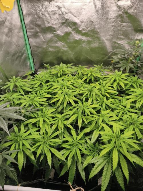 Big Mainline Project. Week 20