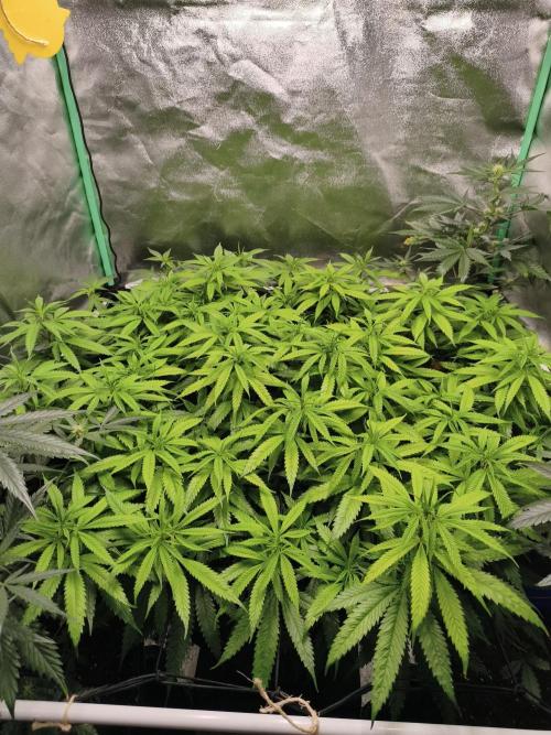 Big Mainline Project. Week 20