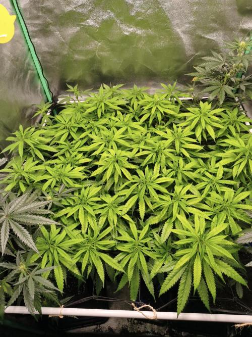 Big Mainline Project. Week 20