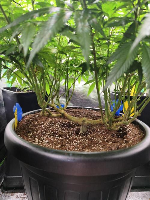 Big Mainline Project. Week 20