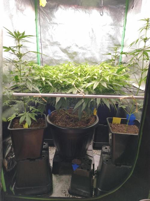 Big Mainline Project. Week 20