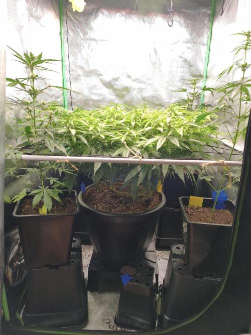 Big Mainline Project. Week 20