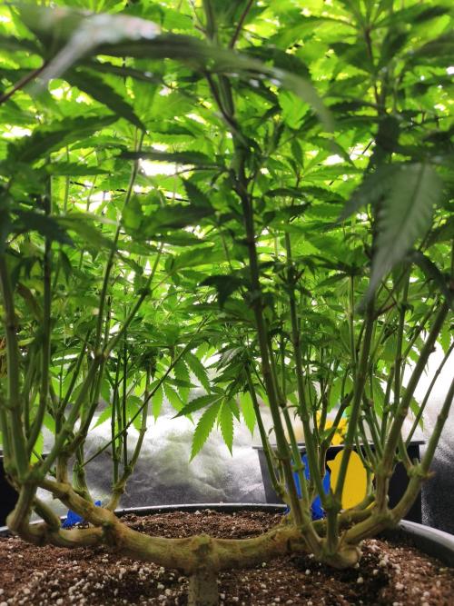 Big Mainline Project. Week 20