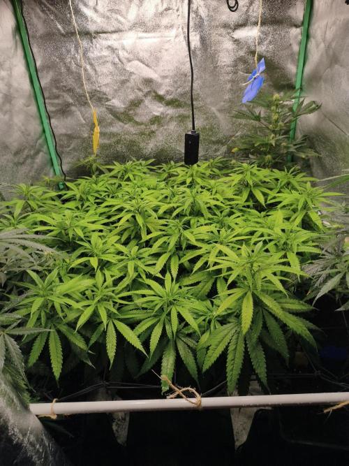 Big Mainline Project. Week 20