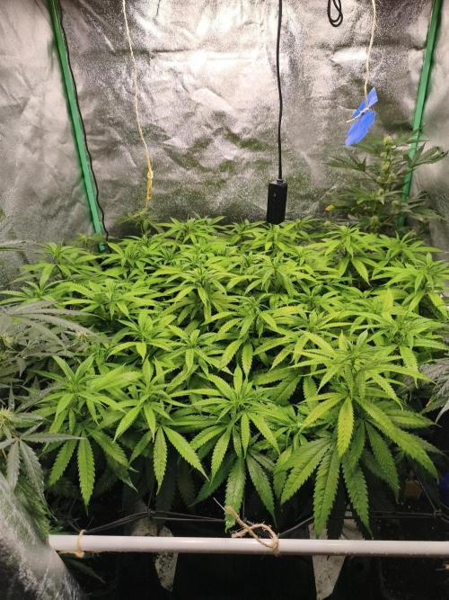 Big Mainline Project. Week 20