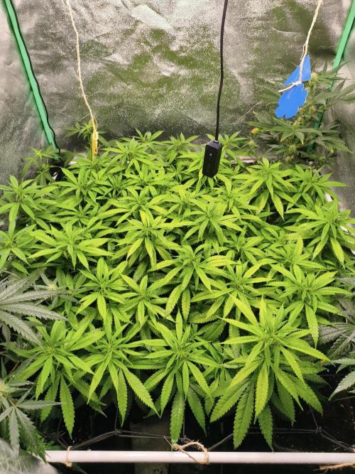 Big Mainline Project. Week 20