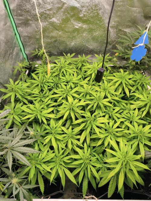 Big Mainline Project. Week 20