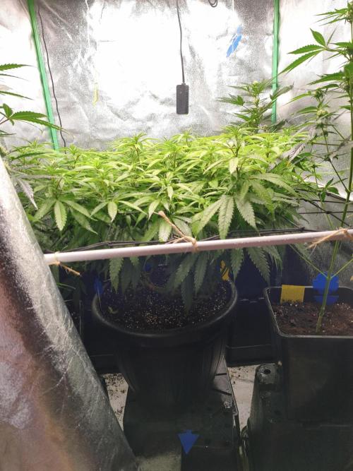 Big Mainline Project. Week 20