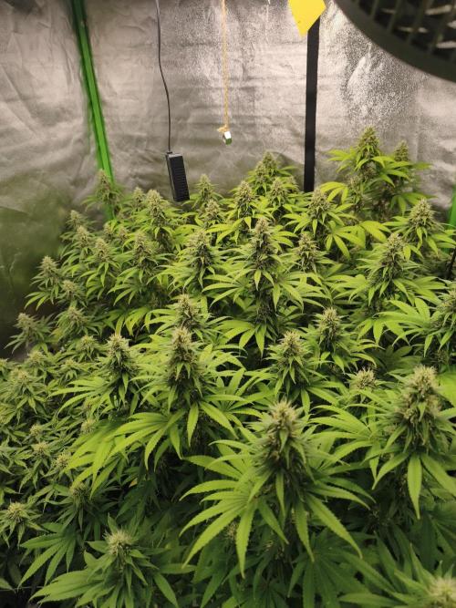 Sommer grow 2026. Week 10