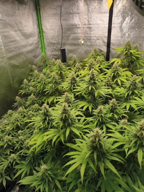 Sommer grow 2026. Week 10