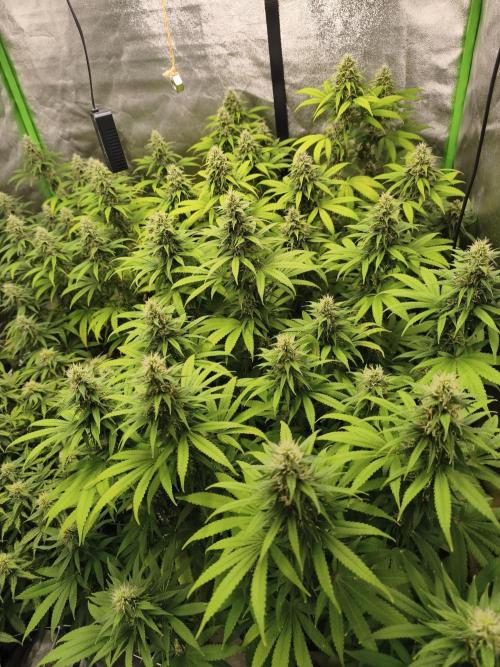 Sommer grow 2026. Week 10