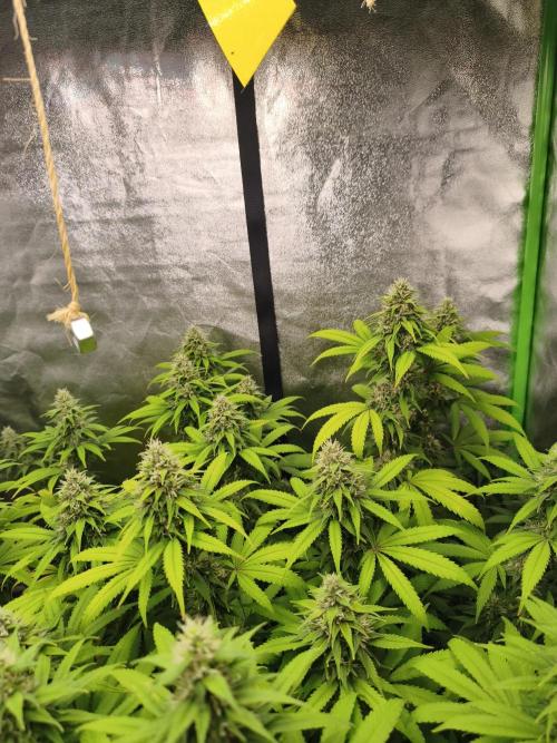 Sommer grow 2026. Week 10