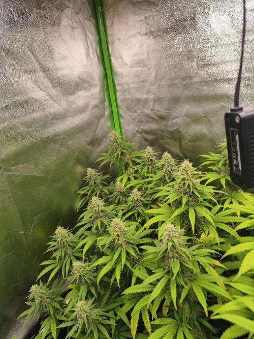 Sommer grow 2026. Week 10