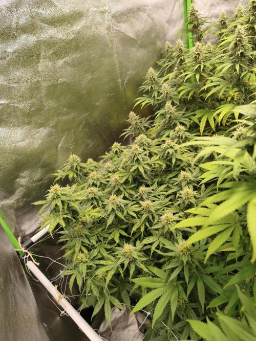 Sommer grow 2026. Week 10