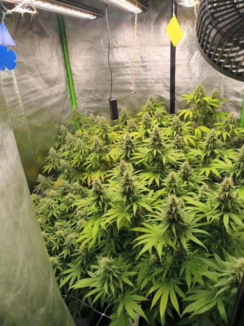 Sommer grow 2026. Week 10