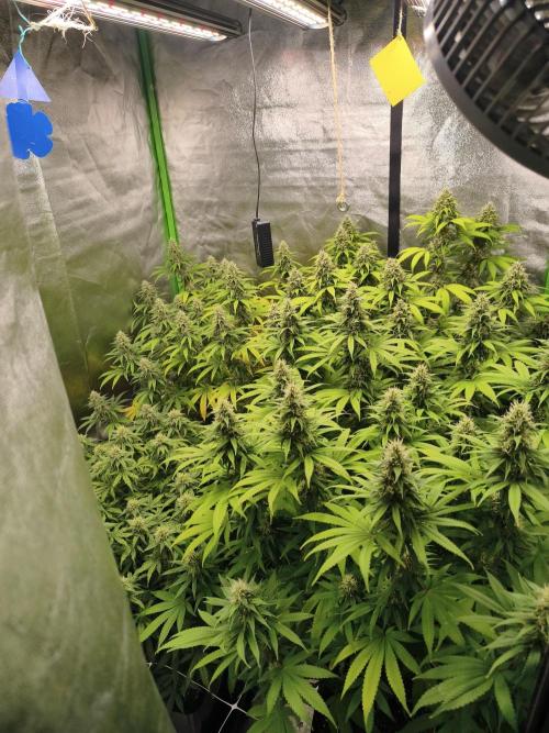 Sommer grow 2026. Week 10
