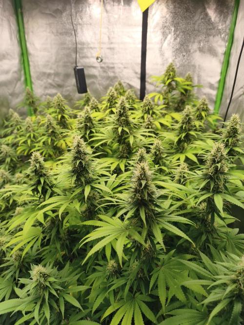 Sommer grow 2026. Week 10