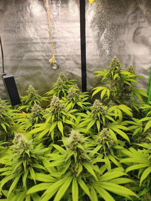 Sommer grow 2026. Week 10