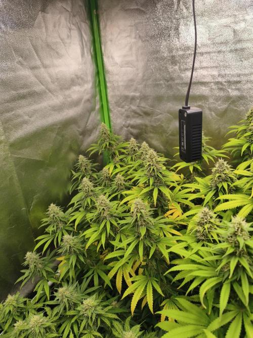 Sommer grow 2026. Week 10