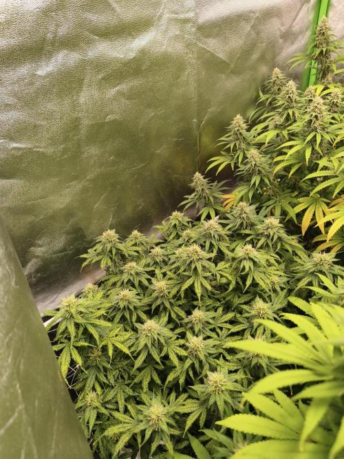 Sommer grow 2026. Week 10