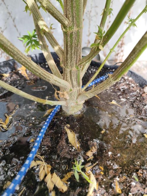 Outdoor femis ♥️. Week 6