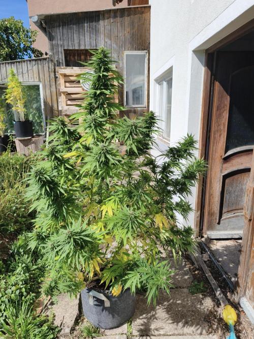 Outdoor femis ♥️. Week 6