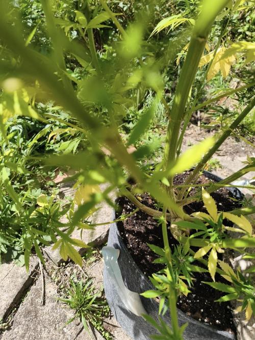 Outdoor femis ♥️. Week 6