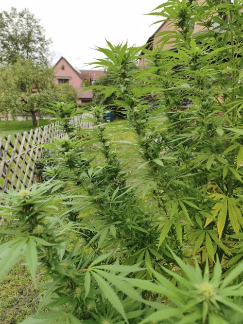 Outdoor femis ♥️. Week 6