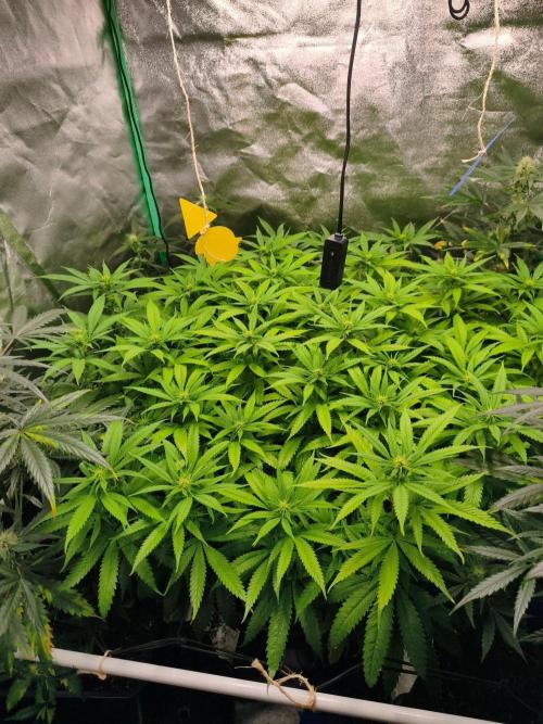 Big Mainline Project. Week 21