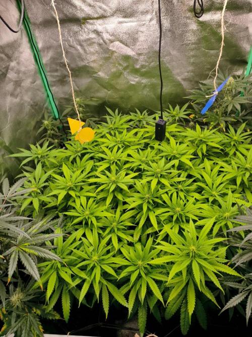 Big Mainline Project. Week 21