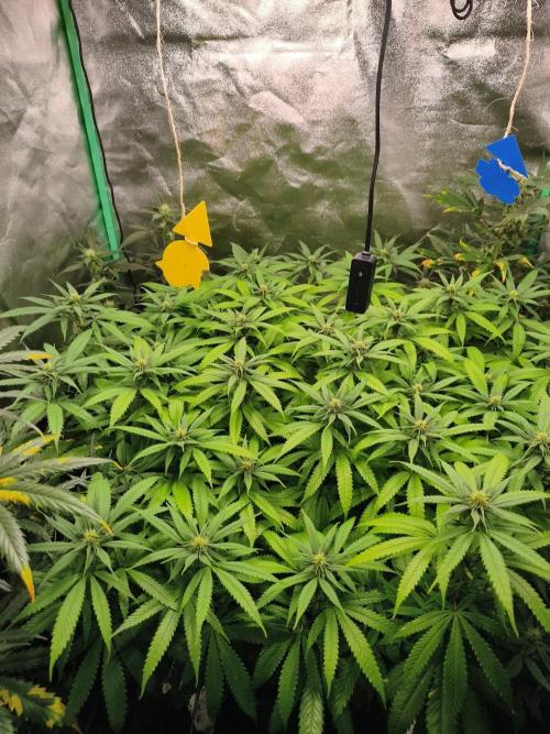 Big Mainline Project. Week 21
