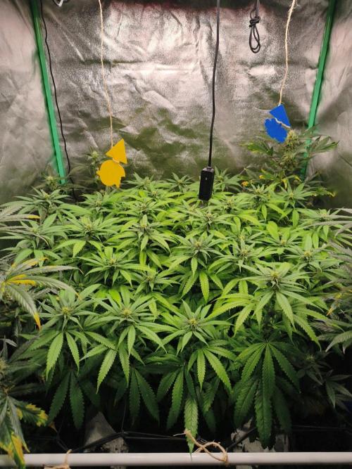 Big Mainline Project. Week 21