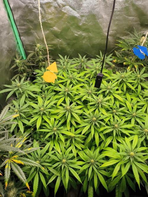 Big Mainline Project. Week 21