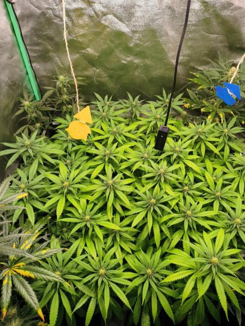 Big Mainline Project. Week 21