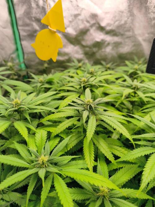 Big Mainline Project. Week 21